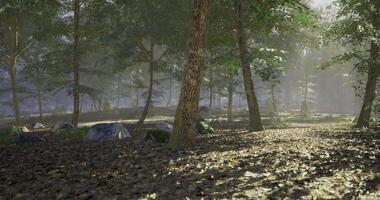 CGI Sunlight filters through dense forest canopy creating serene atmosphere video
