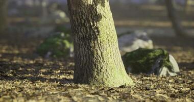 CGI Trunk of a tree surrounded by dry leaves and stones in a serene setting video