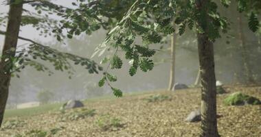 CGI Lush green leaves sway gently in a serene forest setting during morning mist video