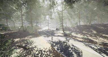CGI Misty forest path with dappled sunlight and scenic greenery in early morning video