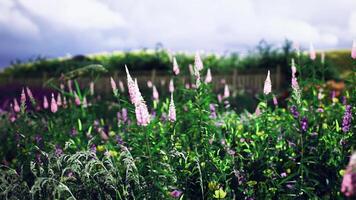 CGI Colorful wildflowers bloom in a vibrant garden under a cloudy sky video