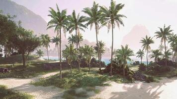 CGI Serene tropical landscape featuring palm trees and a gentle sea view video