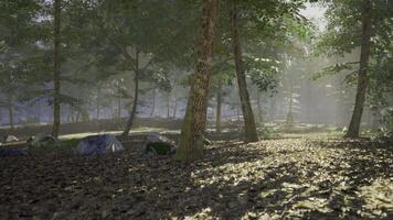CGI Serene forest landscape with sunlight filtering through tall trees video