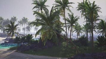 CGI Lush tropical landscape featuring palm trees near a tranquil beach setting video