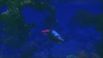 CGI Large fish swims gracefully among coral formations in a vibrant ocean video