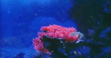 CGI Coral reef thriving with colorful fish beneath the ocean surface video