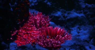 CGI Vibrant coral reef teems with life in deep blue underwater environment video