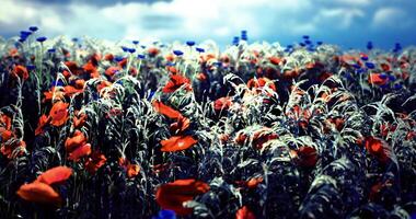 CGI Vibrant field of wildflowers under a cloudy sky in springtime video
