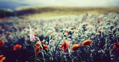CGI Vibrant poppy field with lush greenery under a moody sky in daylight video