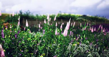 CGI Vibrant wildflower meadow under a cloudy sky in early summer video