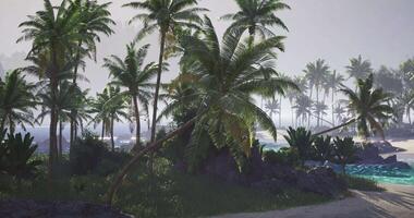 CGI Lush palm trees swaying gently by the tranquil beach at dawn video