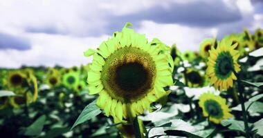 CGI Sunflowers blooming in a vibrant field under cloudy skies video