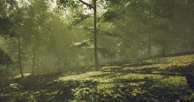 CGI Tranquil forest landscape with sun rays filtering through trees video
