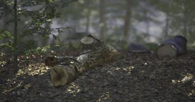 CGI Logs scattered in a tranquil forest setting during daytime video