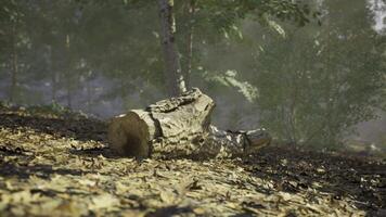 CGI Tranquil forest landscape with fallen log amidst lush greenery in morning light video
