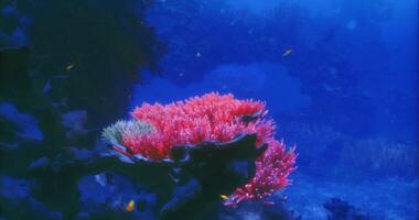 CGI Vibrant coral reef thriving beneath crystal clear ocean waters video