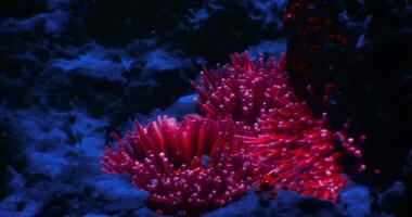 CGI Colorful coral formations thrive underwater in vibrant marine ecosystem video