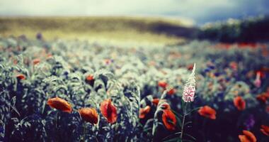 CGI Vibrant wildflower field under a dramatic sky during twilight hours video