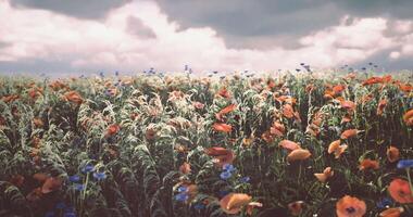 CGI Vibrant poppy and blue flower field under a cloudy sky at sunset video