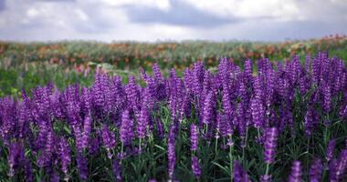 CGI Purple flowers bloom in a vibrant field under a cloudy sky in springtime video
