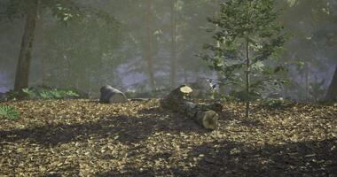 CGI Wooded area with logs and greenery at dawn in a serene forest setting video