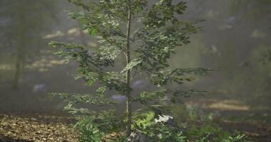 CGI Young oak tree growing in a serene forest environment during daytime video