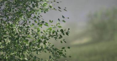 CGI Bright green leaves sway gently in the wind along a serene riverbank video