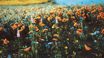 CGI Colorful spring wildflower field blooming under sunlight in a serene location video