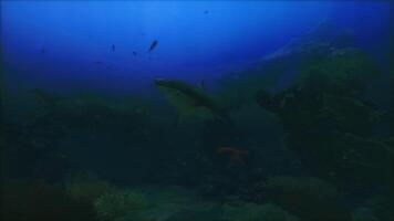CGI Exploration of an underwater ecosystem featuring diverse marine life and sharks video