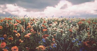 CGI Colorful wildflower field under cloudy sky in the countryside video