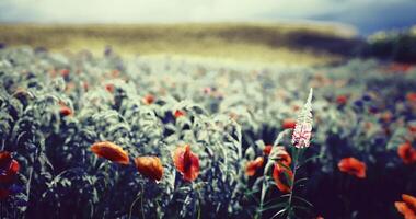 CGI Vibrant wildflowers bloom in a serene landscape under cloudy skies video