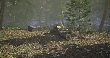 CGI Forest clearing with fallen logs and greenery in soft morning light video