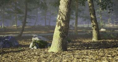 CGI Tranquil autumn forest with tall trees and scattered leaves in morning light video