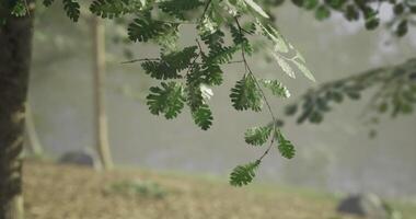 CGI Nature offers a serene glimpse of leaf covered branches in a misty landscape video