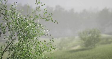 CGI Natural landscape with misty atmosphere and greenery during daytime video