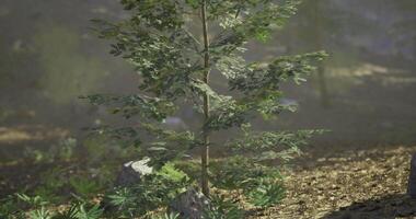 CGI Vibrant green tree surrounded by natural foliage in a tranquil forest setting video