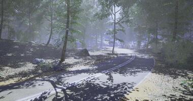 CGI Serene winding road through a lush forest in soft daylight hours video