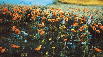 CGI Vibrant wildflowers bloom in a colorful field during sunny spring afternoon video