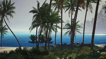 CGI Tranquil beach with palm trees and blue ocean under a foggy sky video