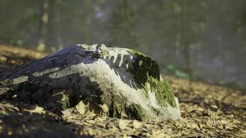 CGI Rock covered with moss and leaves in a forest during the afternoon light video