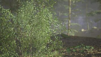 CGI Lush green bush thriving in a serene forest environment during daylight video