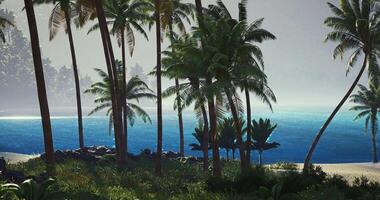CGI Tropical paradise with palm trees and calm ocean waves in the morning light video