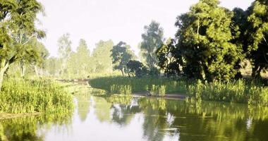 CGI Lush green landscape with serene river surrounded by tall trees during daylight video