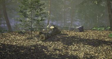 CGI Misty forest landscape with fallen logs and small trees at dawn video