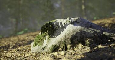 CGI Mossy boulder in a tranquil forest setting during the morning light video