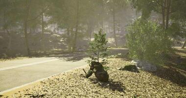 CGI Military figure resting by the roadside in a peaceful forest setting video