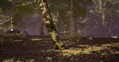 CGI Wooded area with sunlight creating patterns on forest floor video