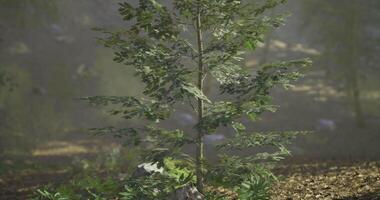 CGI Lush green tree surrounded by plants in a serene forest setting during daytime video