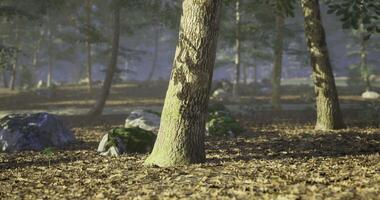 CGI Sunlight filtering through trees in a peaceful forest during autumn season video