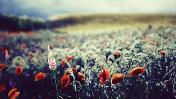 CGI Vibrant poppy field under a cloudy sky on a summer afternoon video